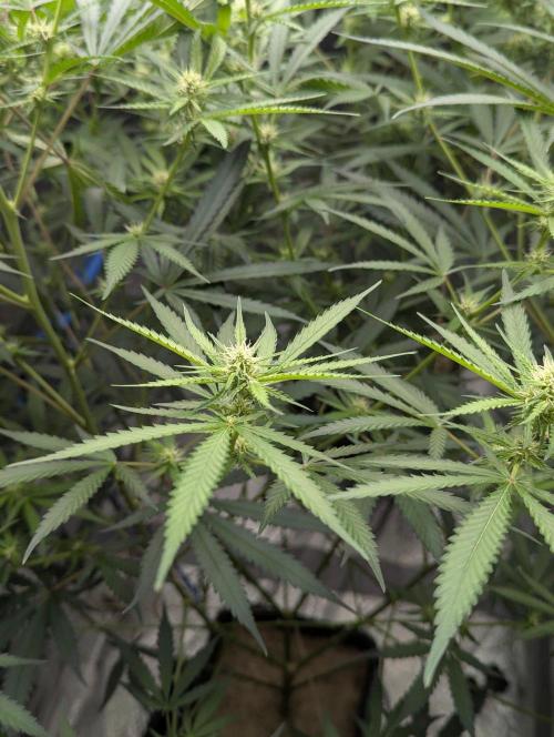 RQS ~ North ThunderFuck. Week 12