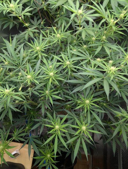 RQS ~ North ThunderFuck. Week 12