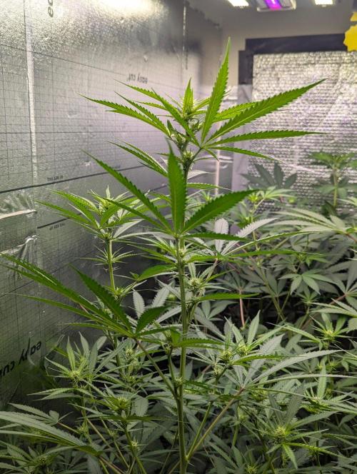 RQS ~ North ThunderFuck. Week 12