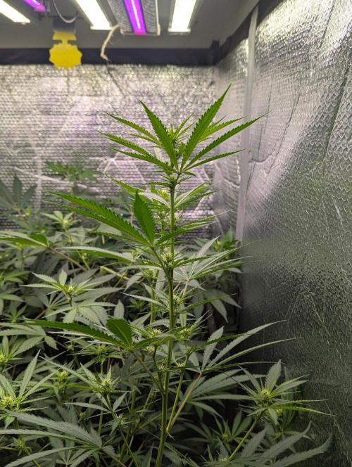 RQS ~ North ThunderFuck. Week 12