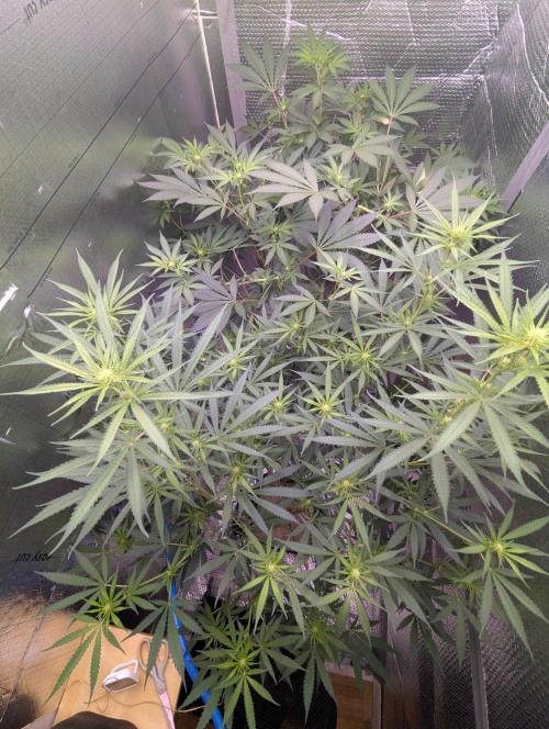 RQS ~ North ThunderFuck. Week 12