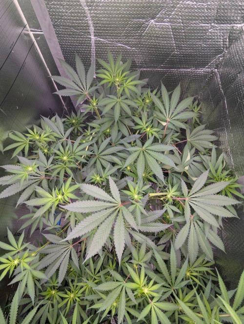 RQS ~ North ThunderFuck. Week 12