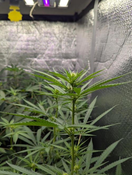 RQS ~ North ThunderFuck. Week 12