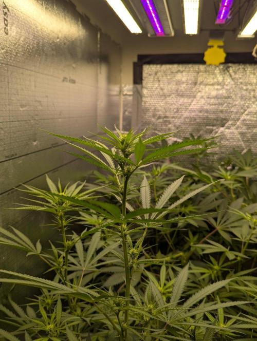 RQS ~ North ThunderFuck. Week 12
