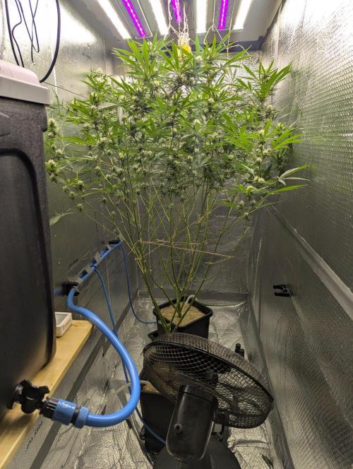 RQS ~ North ThunderFuck. Week 13