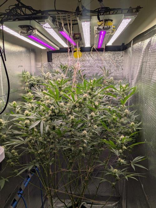 RQS ~ North ThunderFuck. Week 13