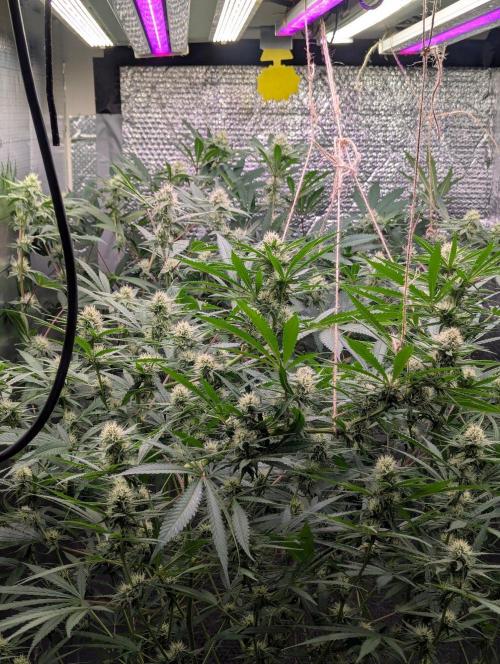 RQS ~ North ThunderFuck. Week 13