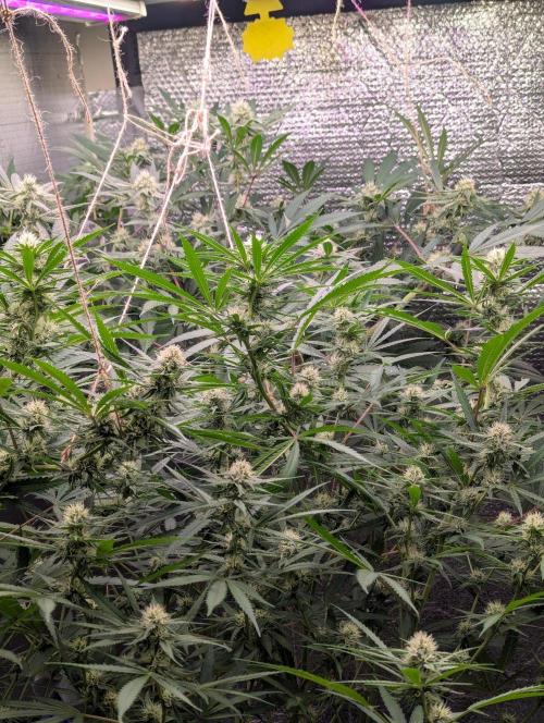 RQS ~ North ThunderFuck. Week 13