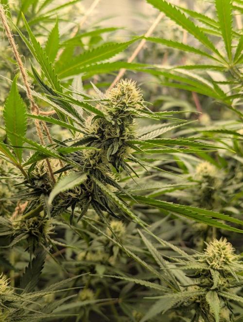 RQS ~ North ThunderFuck. Week 13