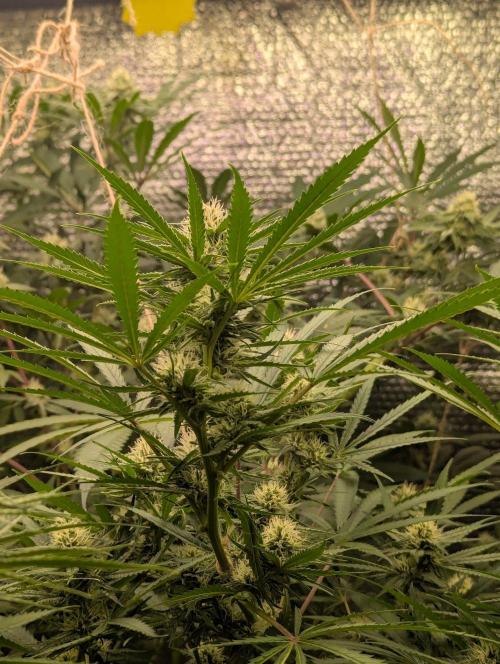 RQS ~ North ThunderFuck. Week 13