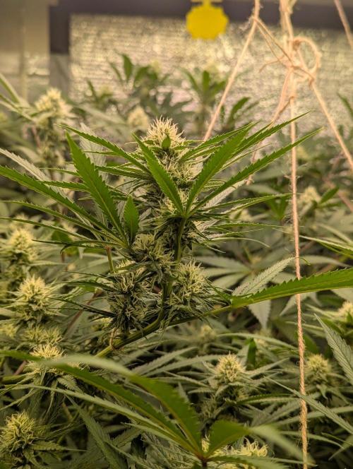 RQS ~ North ThunderFuck. Week 13