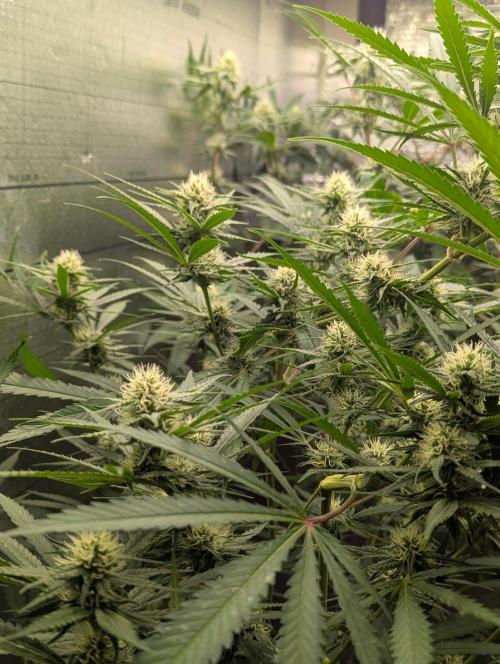 RQS ~ North ThunderFuck. Week 13