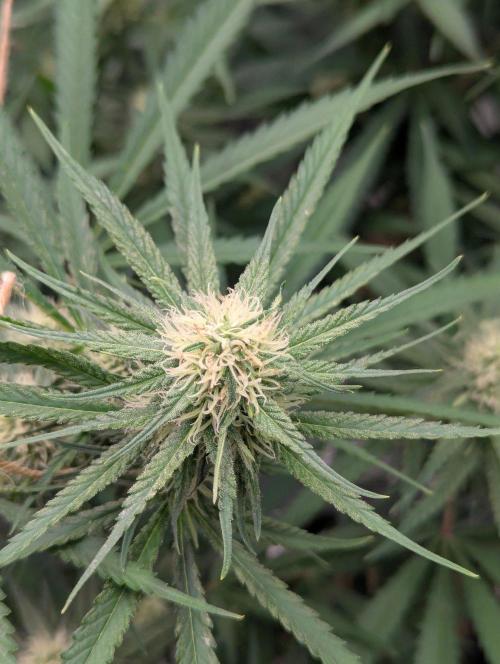 RQS ~ North ThunderFuck. Week 13