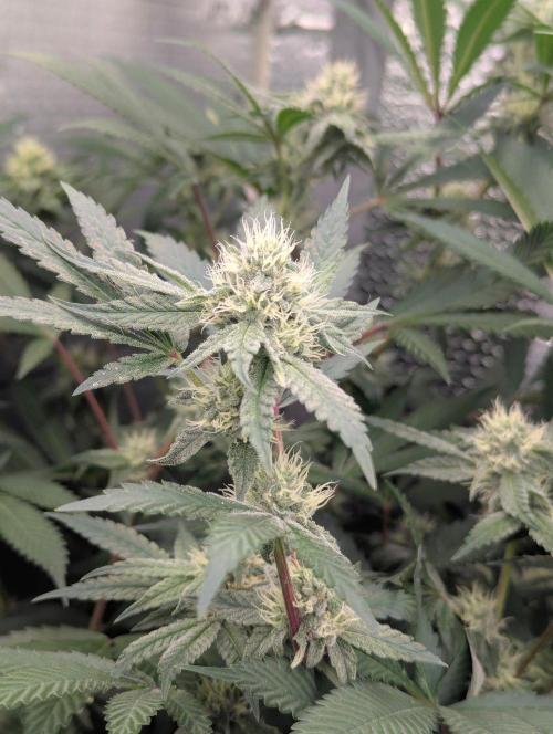 RQS ~ North ThunderFuck. Week 13