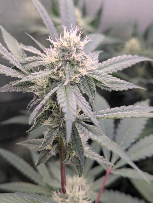 RQS ~ North ThunderFuck. Week 13