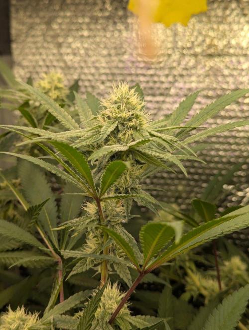 RQS ~ North ThunderFuck. Week 13