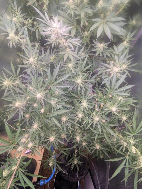 RQS ~ North ThunderFuck. Week 13