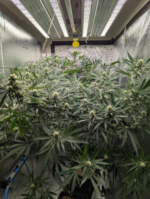 RQS ~ North ThunderFuck. Week 13