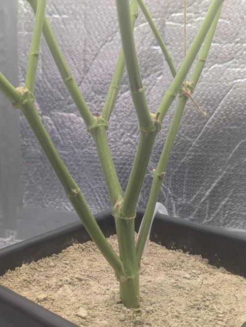 RQS~Astro lemonade. Week 13