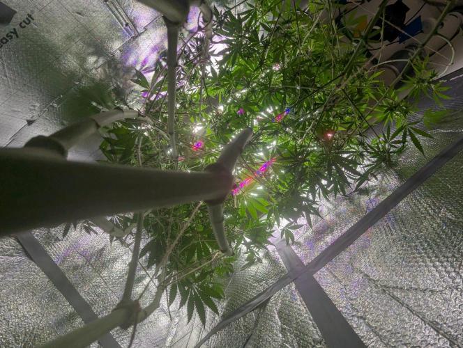 RQS~Astro lemonade. Week 13