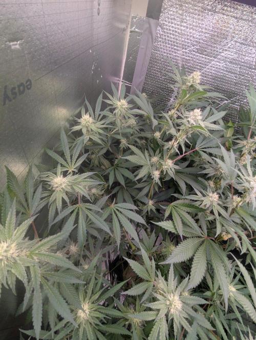 RQS~Astro lemonade. Week 13