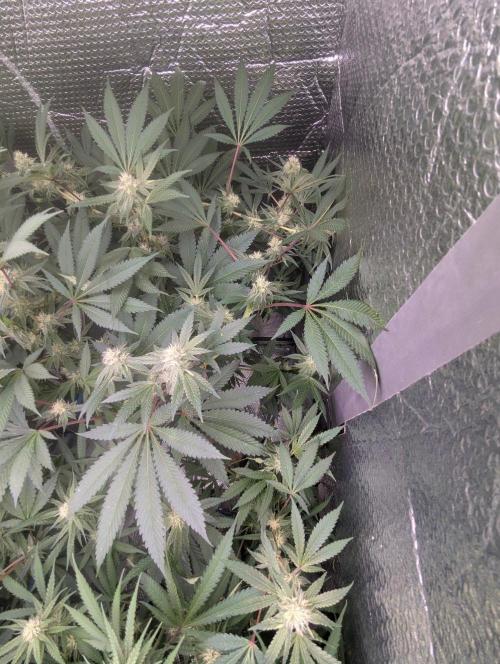 RQS~Astro lemonade. Week 13