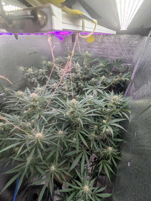 RQS~Astro lemonade. Week 13