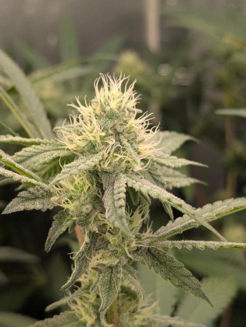 RQS~Astro lemonade. Week 13