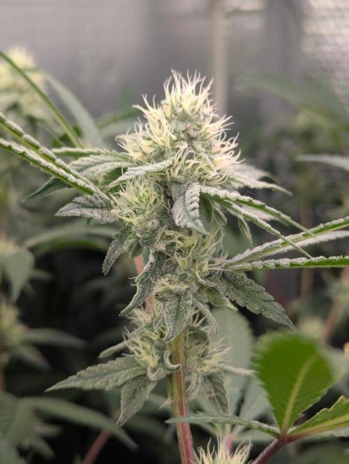 RQS~Astro lemonade. Week 13