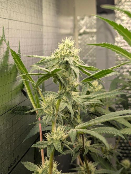 RQS~Astro lemonade. Week 13