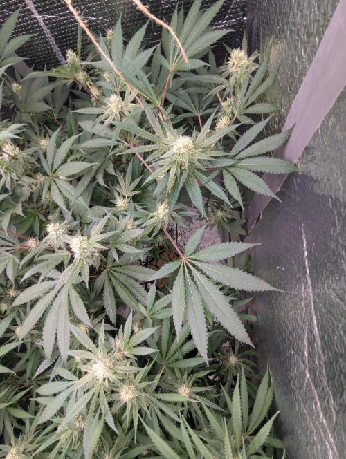 RQS~Astro lemonade. Week 13