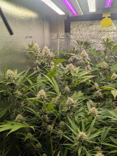 RQS~Astro lemonade. Week 14