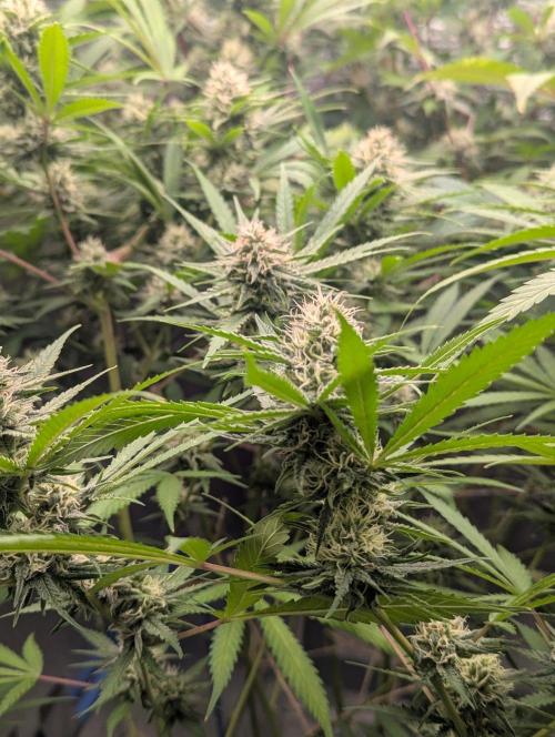 RQS~Astro lemonade. Week 14