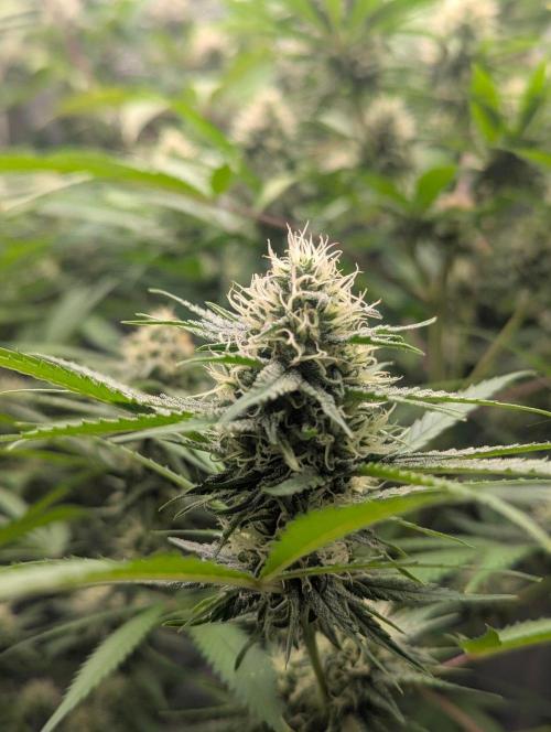 RQS~Astro lemonade. Week 14