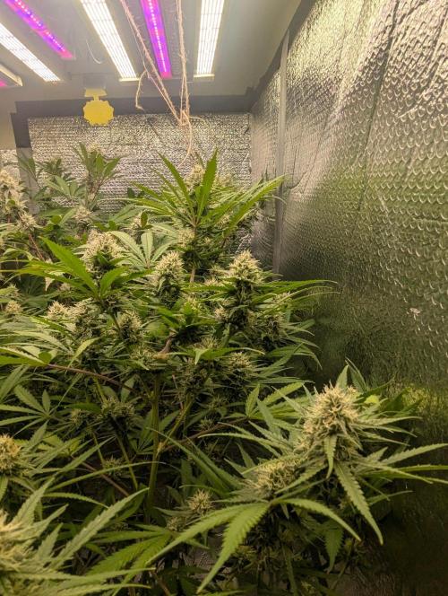 RQS~Astro lemonade. Week 14