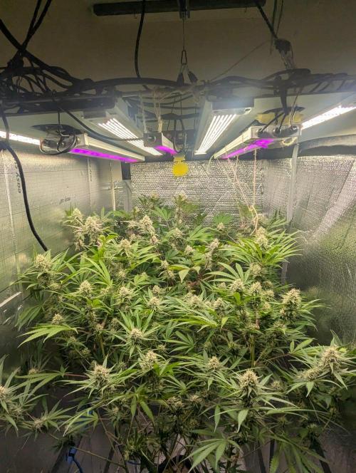 RQS~Astro lemonade. Week 14