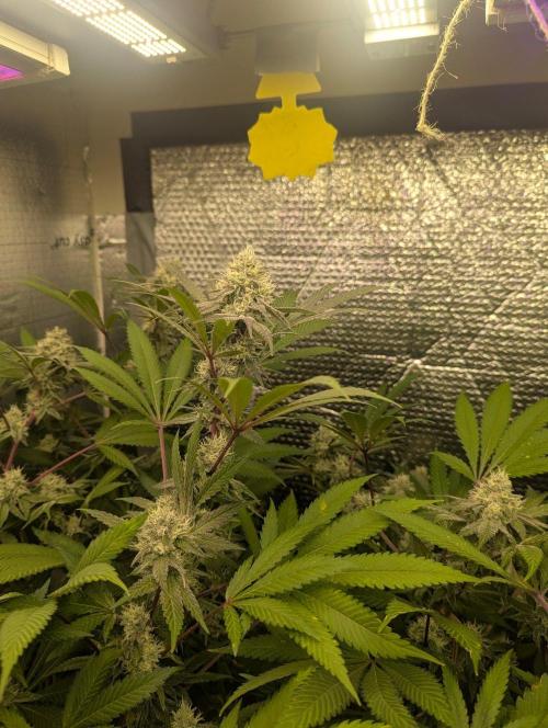 RQS~Astro lemonade. Week 14