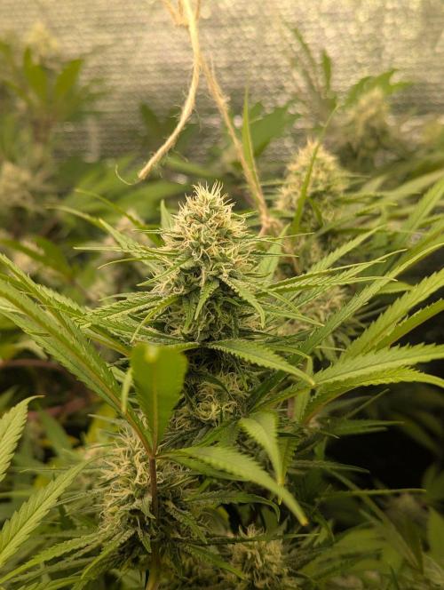 RQS~Astro lemonade. Week 14