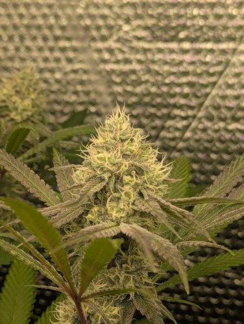RQS~Astro lemonade. Week 14