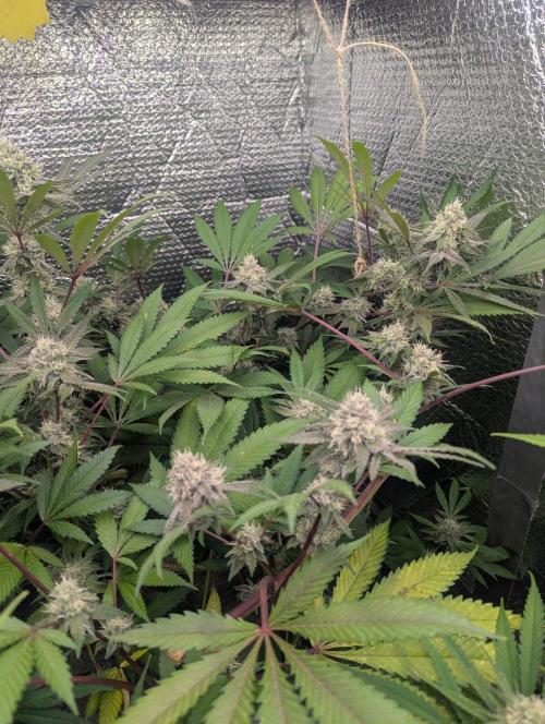 RQS~Astro lemonade. Week 14