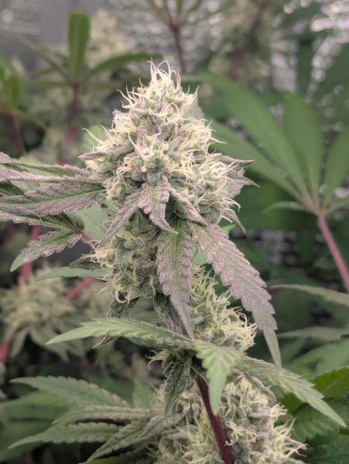 RQS~Astro lemonade. Week 14