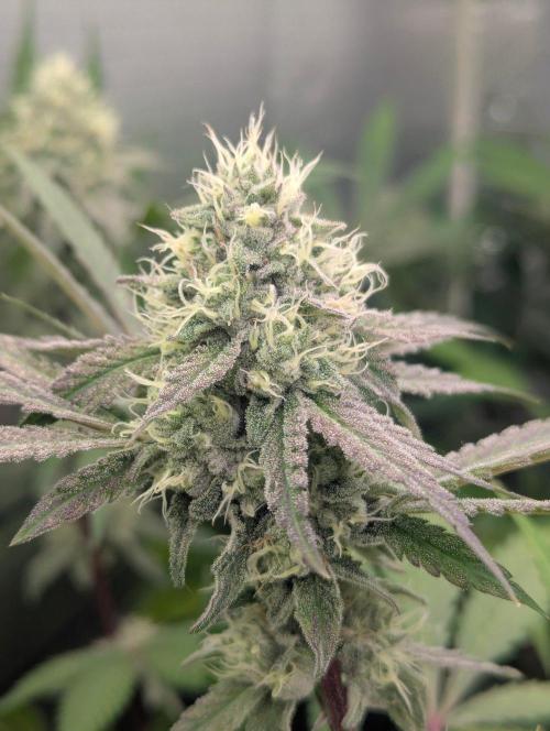 RQS~Astro lemonade. Week 14
