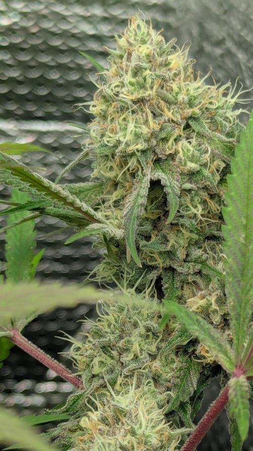 RQS~Astro lemonade. Week 15