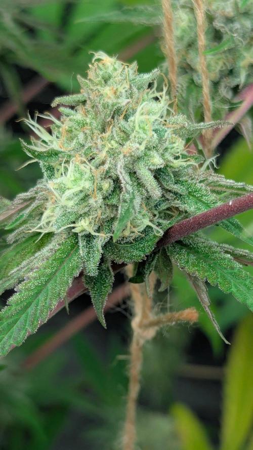 RQS~Astro lemonade. Week 15