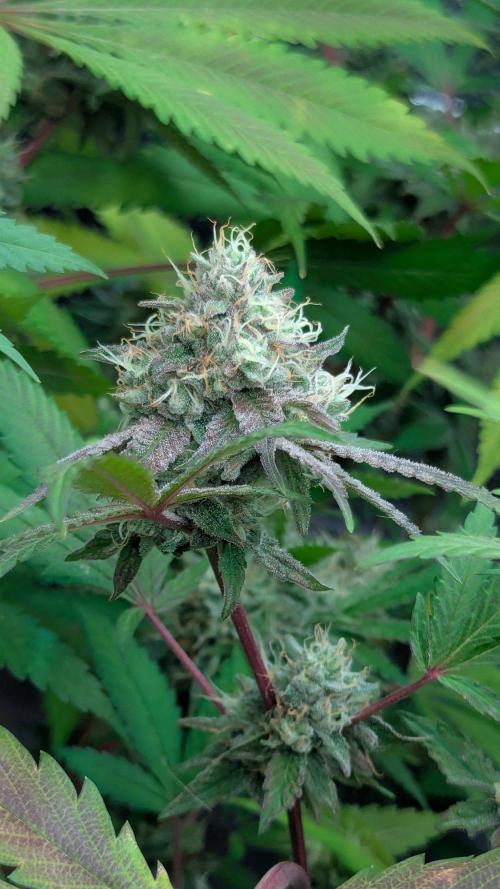 RQS~Astro lemonade. Week 15