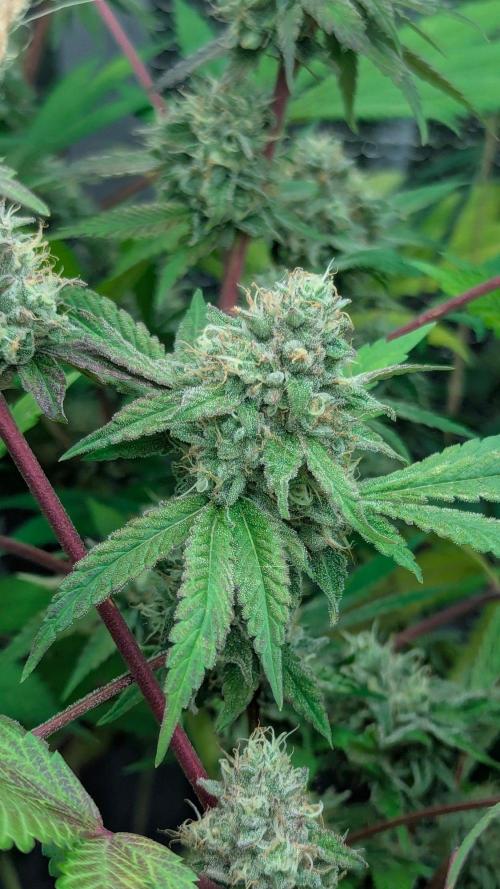 RQS~Astro lemonade. Week 15