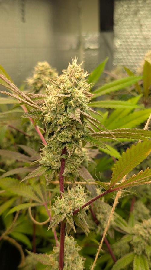 RQS~Astro lemonade. Week 15