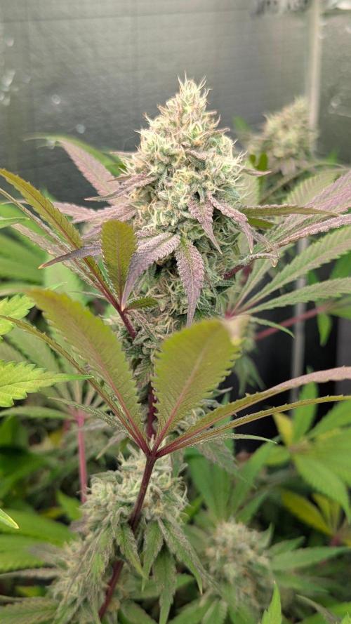 RQS~Astro lemonade. Week 15