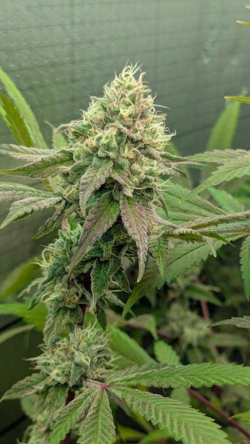 RQS~Astro lemonade. Week 15