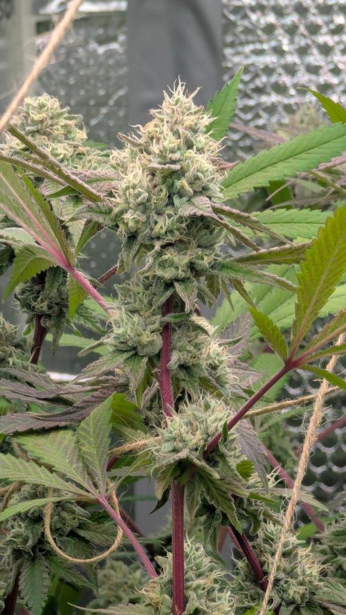 RQS~Astro lemonade. Week 15